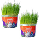 Natural Grass for Cats – Well-being, stimulation and stress relief 