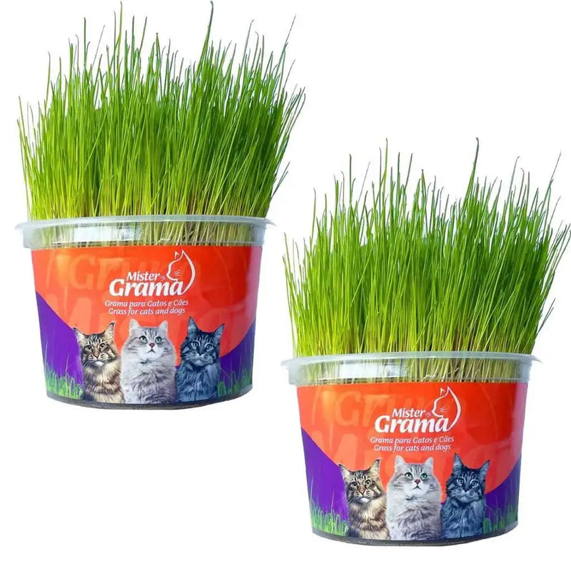 Natural Grass for Cats – Well-being, stimulation and stress relief 