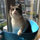 SkyRest™ Hanging Pet Bed – Elevated Comfort for Observant Cats 