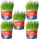 Natural Grass for Cats – Well-being, stimulation and stress relief 