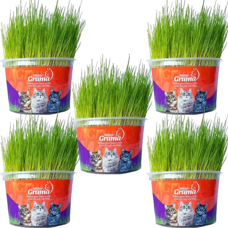 Natural Grass for Cats – Well-being, stimulation and stress relief 
