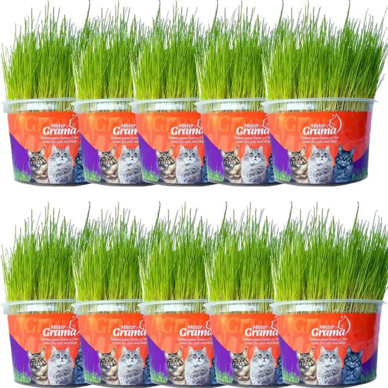 Natural Grass for Cats – Well-being, stimulation and stress relief 