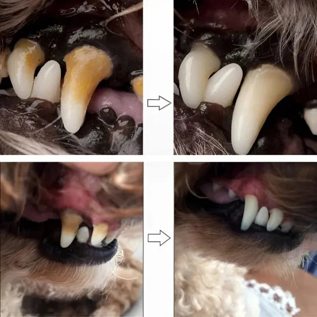Pet Dental Treatment | Handpiece, Lavizoo, and Ultrasonic – ForPatas 