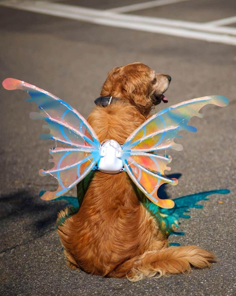 Butterfly Wings Pet Glow - Kinect™ 