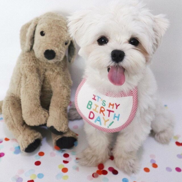 Pet Birthday Bib - Pawzly™ 