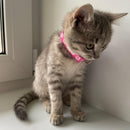 Collar with Pendant for Small Pets - Kinect™