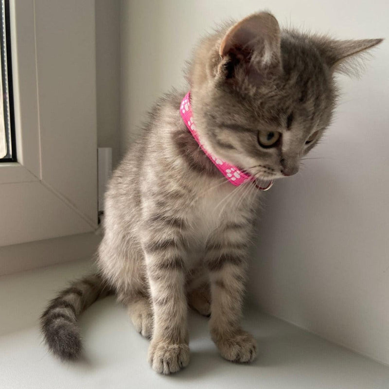 Collar with Pendant for Small Pets - Kinect™