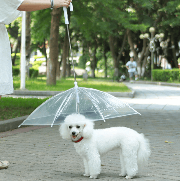 Guided Tour with Umbrella - Barkify™