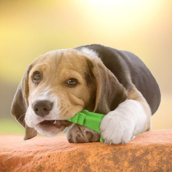 Dog Chew Toy - Muttly™ 