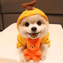 Dog Sweater - Pawzly™ 