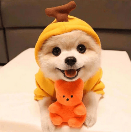 Dog Sweater - Pawzly™ 