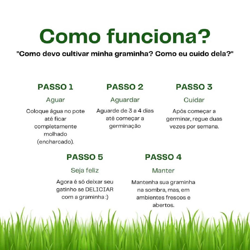 Natural Grass for Cats – Well-being, stimulation and stress relief 