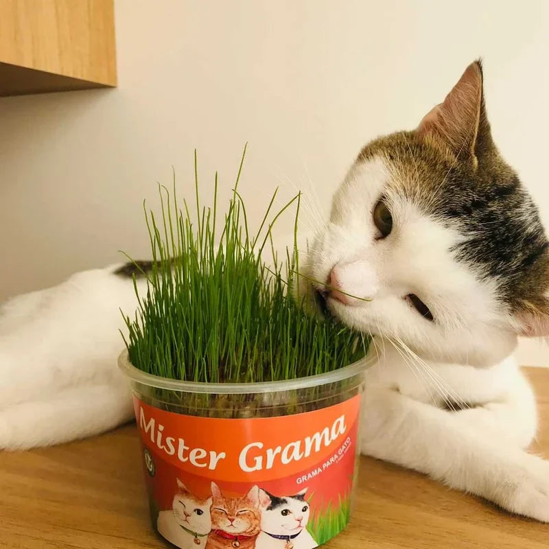 Natural Grass for Cats – Well-being, stimulation and stress relief 