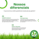 Natural Grass for Cats – Well-being, stimulation and stress relief 